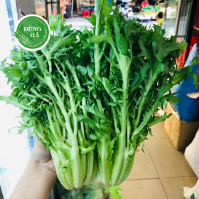 Xà Lách Frisee (Phi Dê) - Dũng Hà Farm